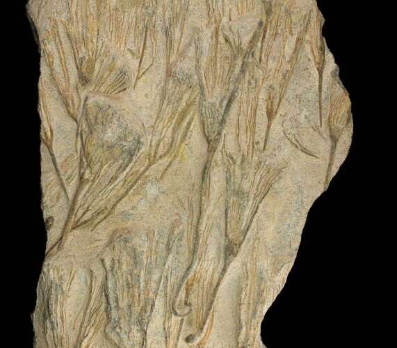 Plate Of Ordovician Crinoid Fossils - Marzane, Morocco #171262